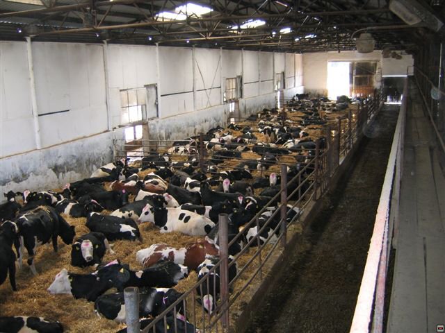 Troubelice 2006 018.jpg